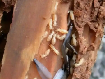 宝清白蚁防治公司分享家庭白蚁自查方法，快速识别虫害隐患